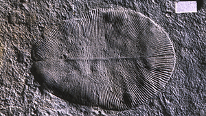 Analysis of a fossil of Dickensonia Tenuis, over 500 million years old suggests it is related to the Metazoa or animals group.
