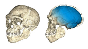 An image shows a computer reconstruction of a fossil human skull.