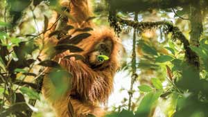 An image shows an orangutan of the Pongo tapanuliensis family.