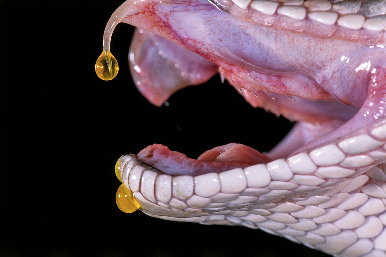 close-up of a snakeâ€™s fangs