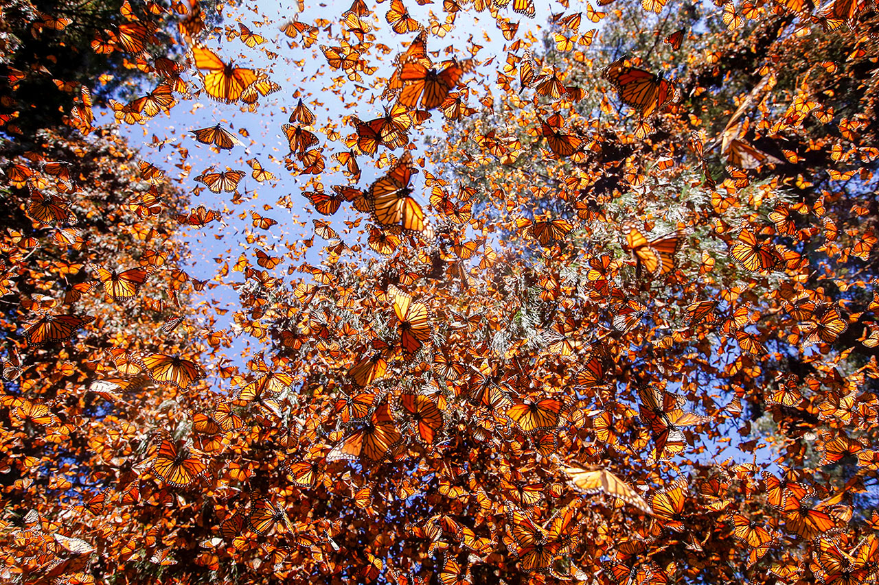 a swarm of monarch butterflies