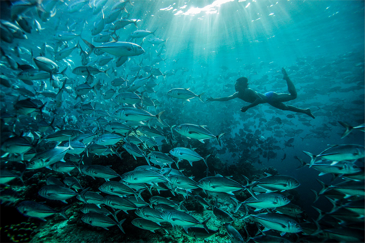 an underwater diver surrounded by a school of fish