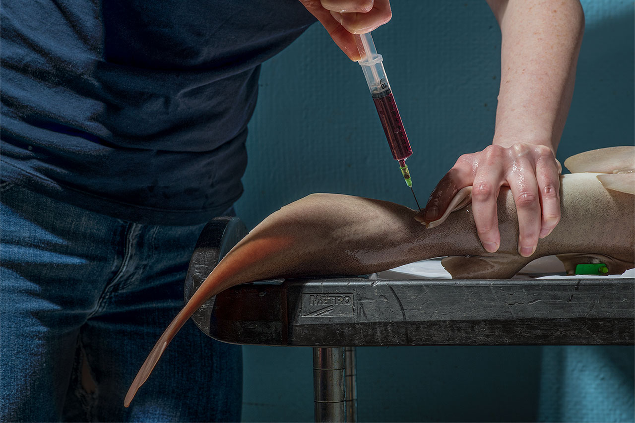 a woman draws blood from a shark fin with a large syringe
