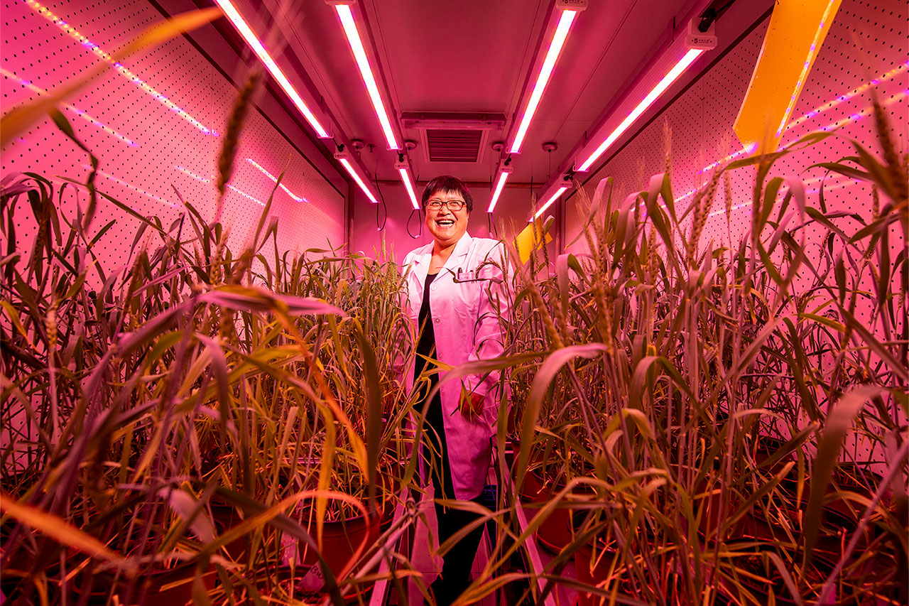 Gao Caixia in her grow room with CRISPR-modified wheat